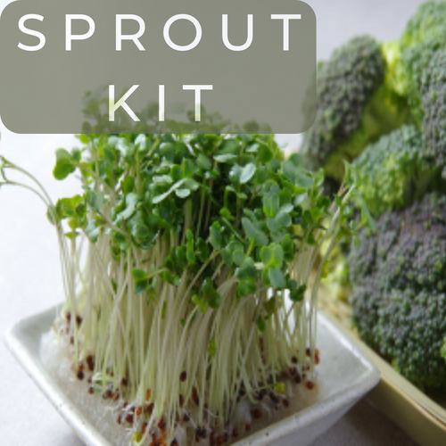 Organic Broccoli Sprouting Kit & Pdf Sprouting Guide (Automatic download after purchase)