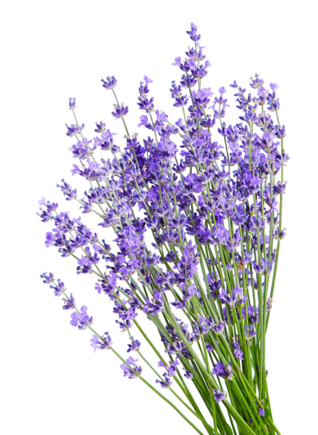 (12) Private Label Pure Undiluted Lavender Essential Oil: Suggested Retail Price $12-$20 each
